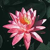 Water Lily